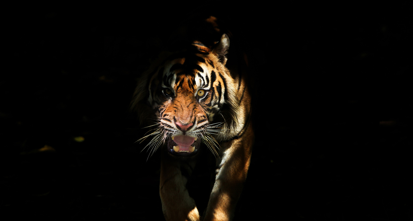 Will the Chinese tiger pounce in 2022?