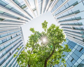 Sunlight beaming through a tree surrounded by a modern building
