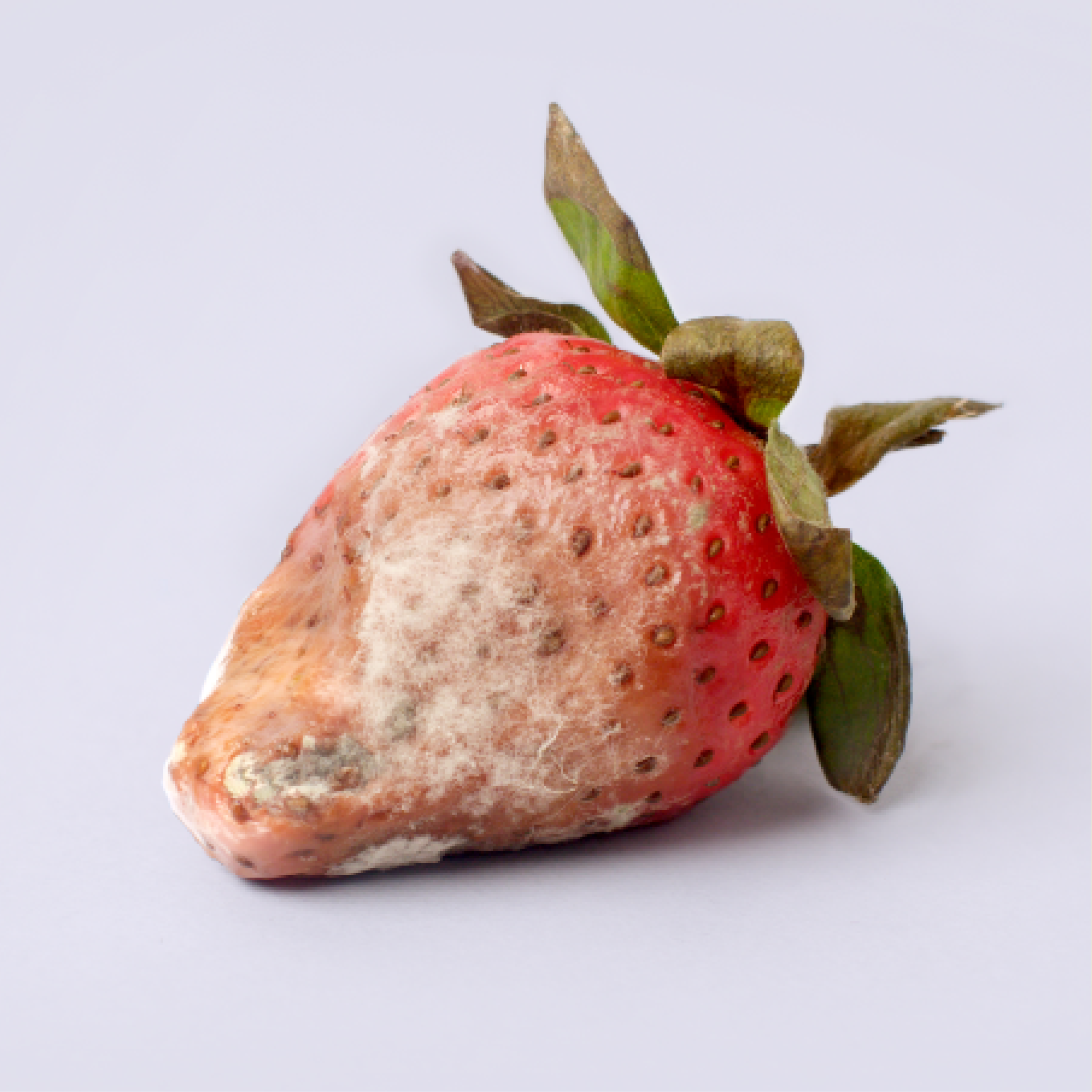Rotting strawberry
