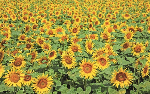 ESG sunflowers