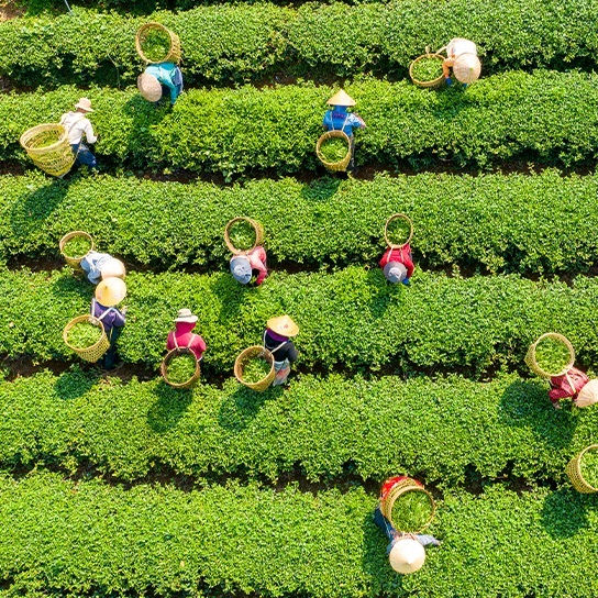 farmers in a field