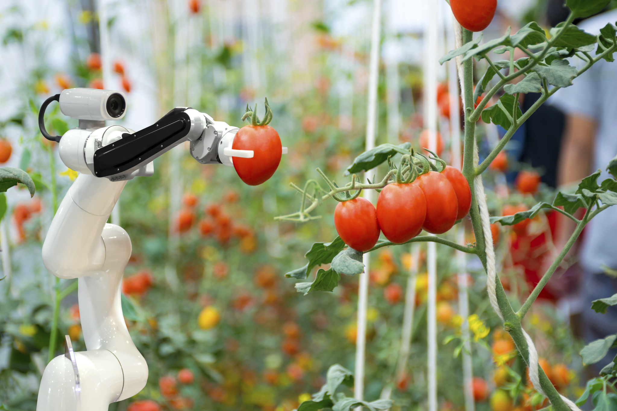 Robotic arm picking fruit
