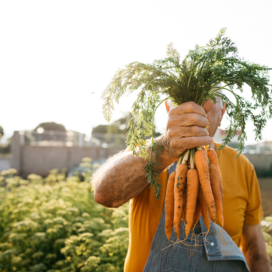 person holding bunch of carrots