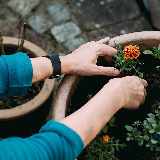 close-up hands planting flower
