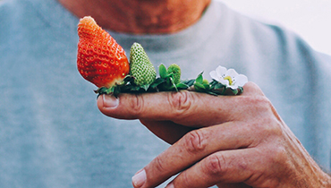 close up hand holding strawberries